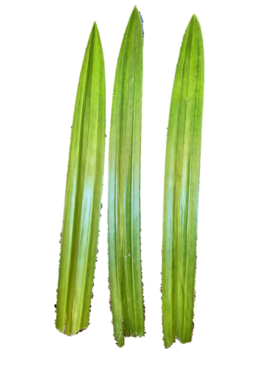 Pandan leaves